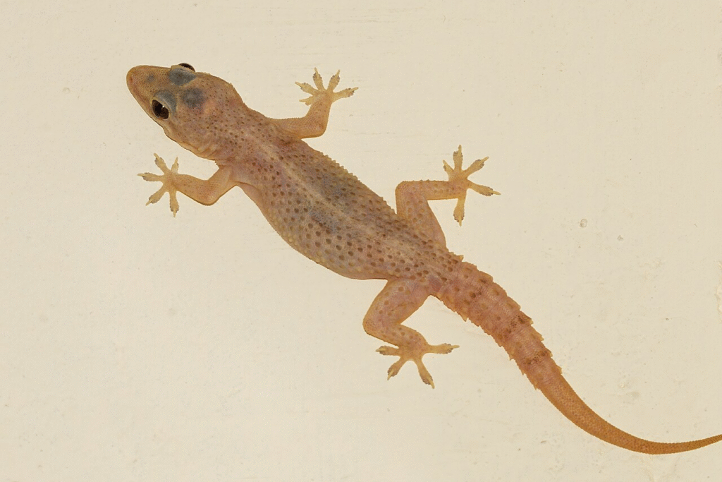 பல்லி விழும் பலன்